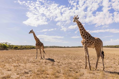 Giraffes in a vast open landscape. 