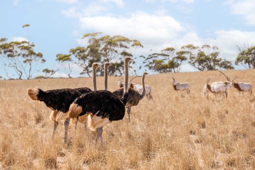 Ostriches and a herd of oryx in the wild. 