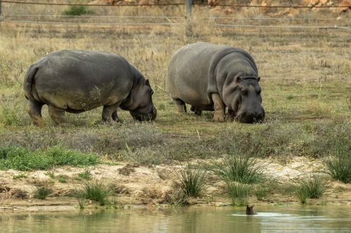 Two hippos grazing near a waterhole in a dry, grassy area.