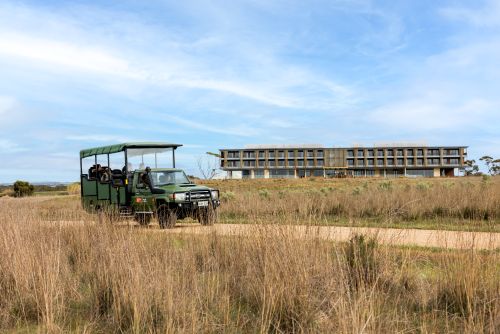 Open safari vehicle driving through grassy field with Monarto Resort in the background.