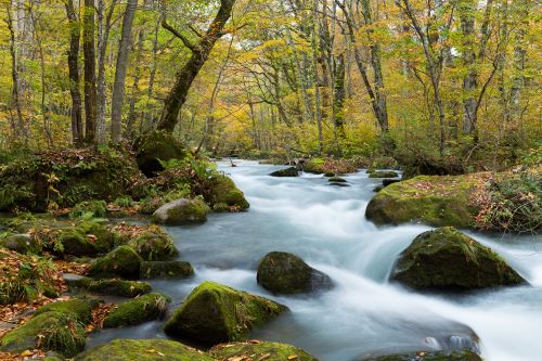 Gentle stream flows over moss-covered rocks through a tranquil forest adorned with early autumn leaves.