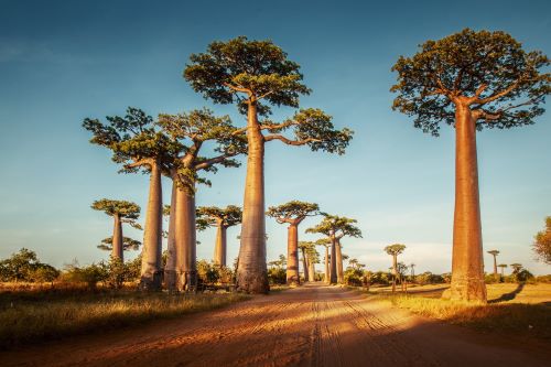 Tall boab trees in Madagascar with dry land 
