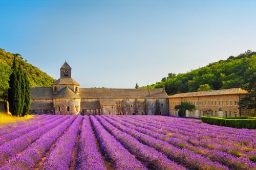 Lavendar fields in Provence