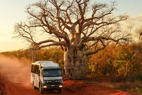 A tour bus drives past a large baobab tree on a red dirt road in a dry, sunlit landscape.