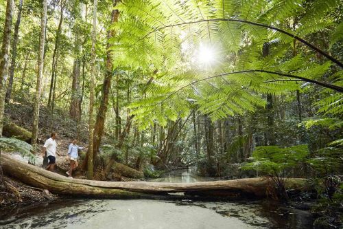 Two people walk across a fallen tree over a stream in a lush forest with tall trees and ferns.