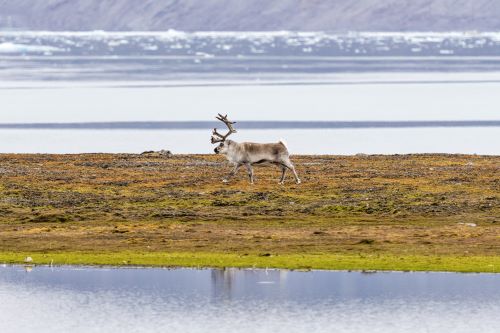 A Reindeer standing on some land with some ice glaciers in the background 