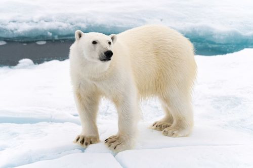 A polar bear standing on an ice berg