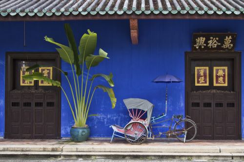 A blue wall with rickshaw resting in front of it and a large green plant 