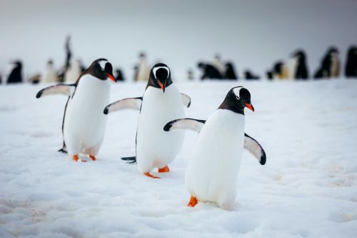 Three penguins walking in a row behind each other down the ice and snow with their colony in the background
