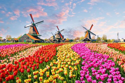 Bright coloured tulips with large windmills in the background 