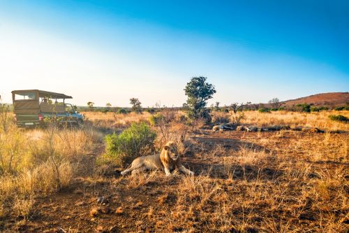 Tourists in a safari jeep watching lions in South Africa