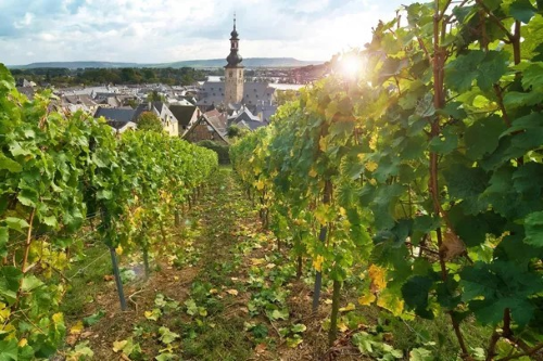 vineyard stretches toward a village with a tall church spire in the Rhine Valley