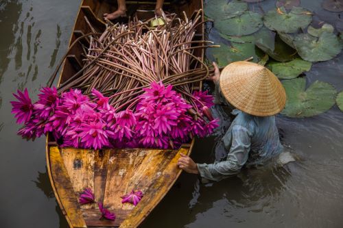 A person in a traditional conical hat gathering vibrant pink water lilies from a wooden boat on a river, surrounded by green lily pads.
