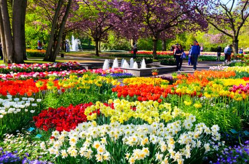 Colourful flower beds with tulips and daffodils in a landscaped garden, with people walking near a fountain and trees in bloom.