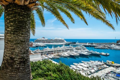 A palm tree in the foreground of yachts and a large cruise ship in port
