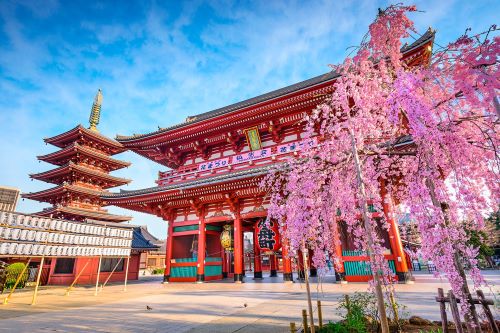 Pink cherry blossom tree with a red temple in the background in Japan