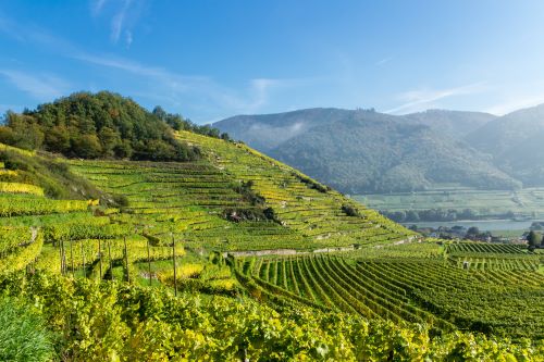 Hilly vineyards overlooking a river