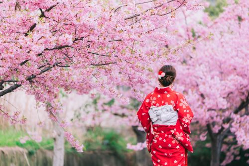 Person in a red floral kimono standing beneath pink cherry blossom trees in full bloom.
