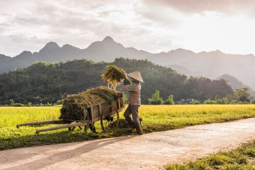 Farmer wearing a conical hat loading harvested rice onto a wooden cart in a field in Mai Chau. 