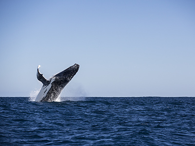 A humpback whale breaches the ocean at Ningaloo Reef